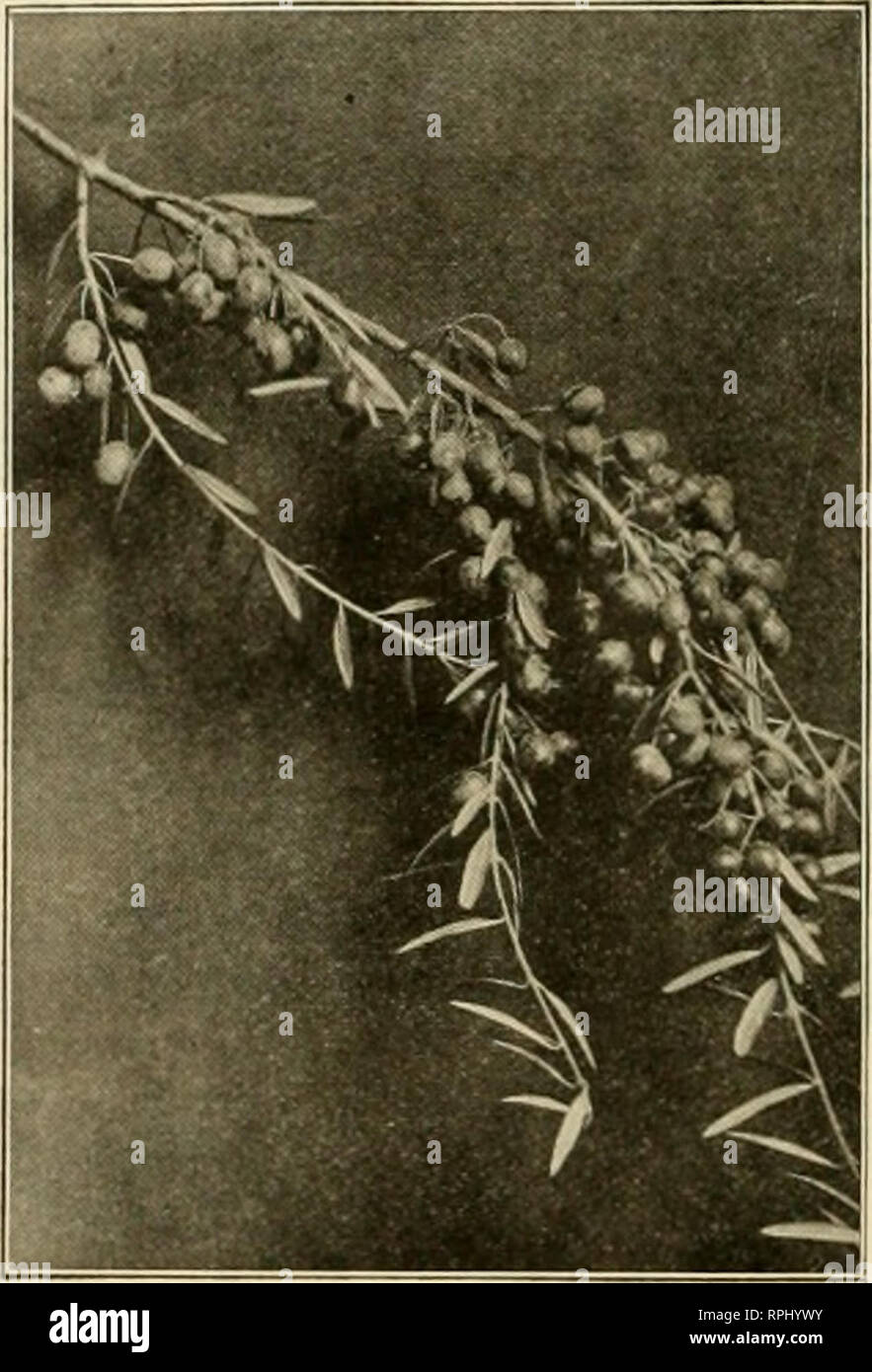 . American bee Journal. Biene Kultur; Bienen. Januar Amerikanischen ^^e Jonrnal der Olive - Anbau und kommerziellen Wert von Oberst E.S. WEEDEN dieses Emblem von Frieden und Wohlstand ist einer von Gottes unbezahlbaren Geschenke, minis-Tering der physischen, psychischen und finanziellen Vorteil für den Menschen. Es ist des armen Mannes Essen, Luxus und des reichen. Es ist auch das Symbol der Unsterblichkeit es nie stirbt im Alter. Es gibt Olivenbäume in Rom nun über 2000 Jahre alt, noch immer blühende und fruchtbar. Wenn der gleiche Baum, von dem aus die Taube ein Blatt zu Noah durchzuführen, gerupft, nicht durch Gewalt zerstört worden ist, nehmen wir es Stockfoto