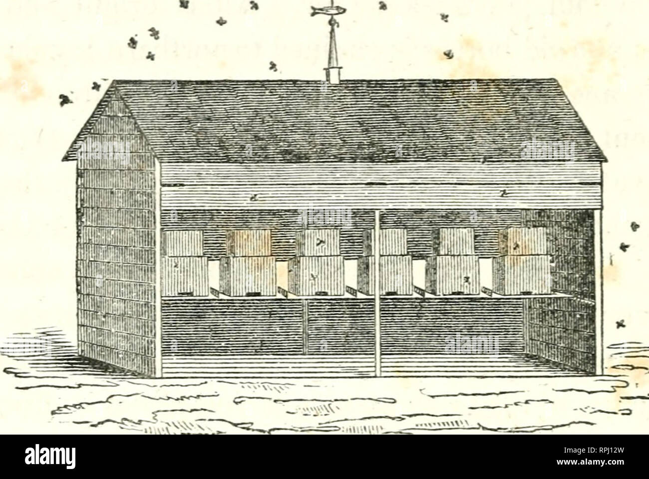 . Der amerikanische Imker Handbuch: Eine praktische Abhandlung über die Geschichte und die heimische Wirtschaft der Honigbienen, die eine vollständige Abbildung der gesamten Thema, mit den meisten zugelassenen Methoden zur Verwaltung dieses Insekt durch jeden Zweig von seiner Kultur, das Ergebnis von vielen Jahren Erfahrung. Biene Kultur; Bienen. dI 8 MINER'S AMERICAN. Die oben Schnitt stellt ein Haus zwölf Meter lang, sechs Meter hoch und fünf Meter breit. Die Enden und zurück sind eingeschlossen, außer einem Platz einen Fuß breit, direkt Oppo-Standort im unteren Bereich der Bienenstöcke. Dieser Raum ist- mit Blende, auf Scharnieren aufgehängt, ein Stockfoto