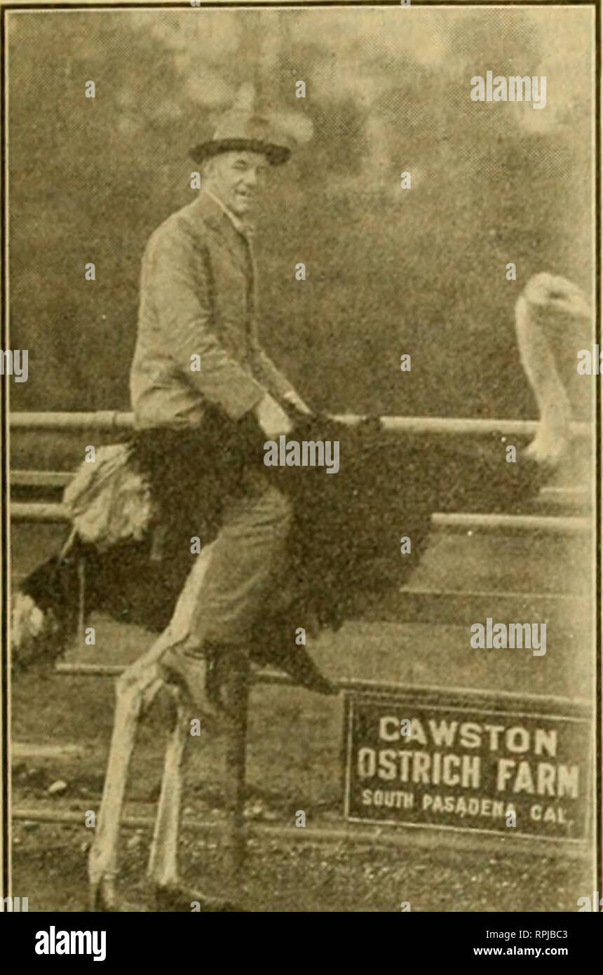 . American bee Journal. Biene Kultur; Bienen. 1919 AMERICAN BEE JOURNAL 47. CAWSTON" STRICH FARM) Jay Smith auf einer "Kalifornien" Exkursion. Im Umgang mit faulbrut. Wenn die Krankheit wurde zu einem kleinen Ter- ritory Es war zu erwarten, dass seine Verbreitung durch die Einführung der Quarantäne gegen in-betroffenen Bereiche überprüft werden, beschränkt. Jetzt, wo es in wohl jeder Staat in der Union vorhanden ist, wenig ist für eine infizierte Staat vorgenommen werden, um eine quaran - Tine gegen einen anderen infizierten Staat zu errichten. Es sollten die Gesetze der Bewegung der befallenen Bienenstöcke zu regieren, als eine Angelegenheit Stockfoto