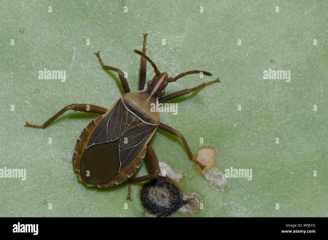 Cactus Coreid, Chelinidea vittiger, Feigenkaktus, Opuntia sp. Stockfoto