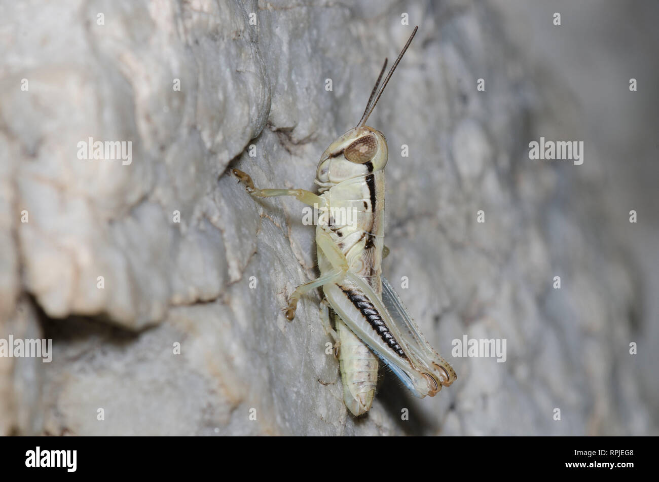 Großkopfgrasshopper, Phoetaliotes nebrascensis, Nymphe Stockfoto