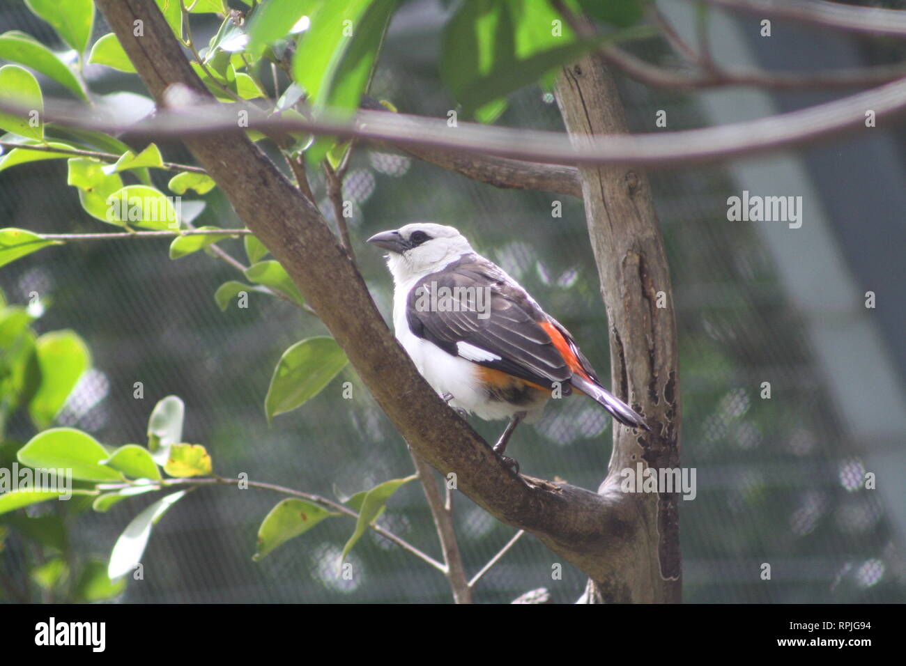 White-Headed Buffalo Weaver Shrike Vogel thront im Regenwald Voliere Zoo von San Diego, Kalifornien, Orange Underparts, Grau Flügel Stockfoto