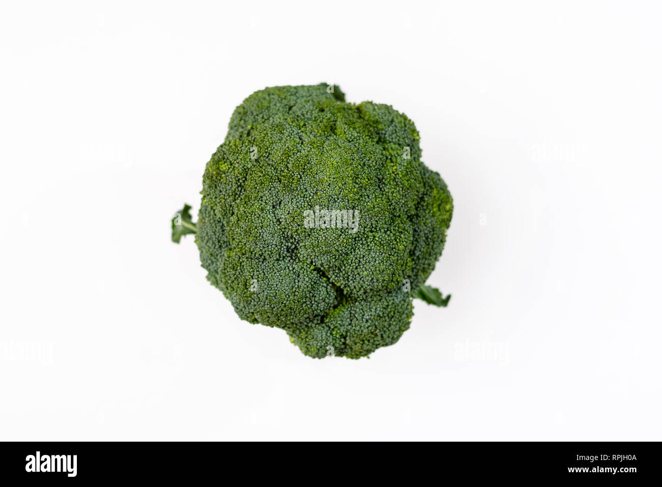 Single Brokkoli (Brassica oleracea) auf weißem Hintergrund Stockfoto