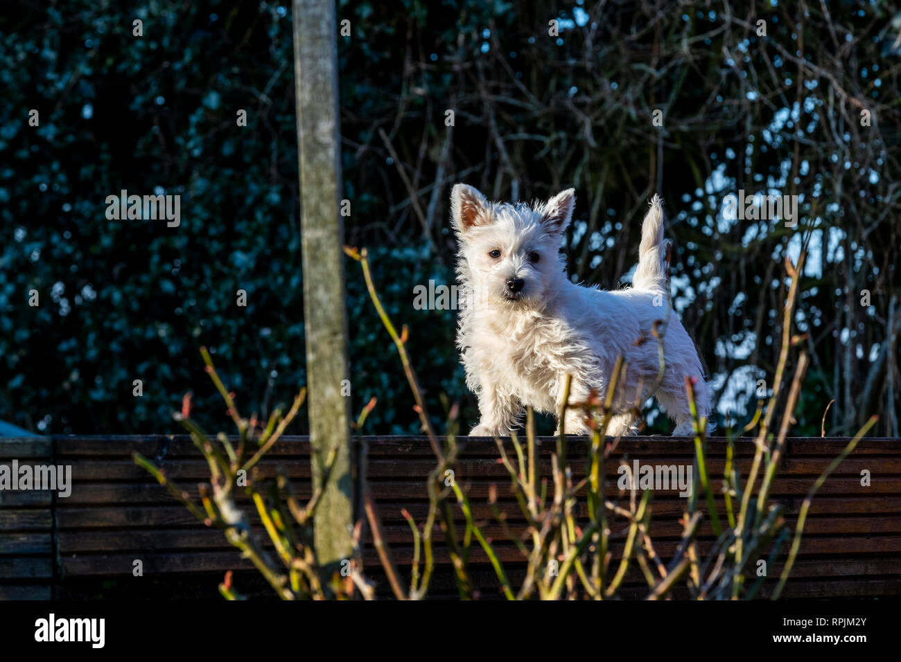 West Highland Terrier Welpen Eric & Ernie, das erste Mal im Garten. Stockfoto