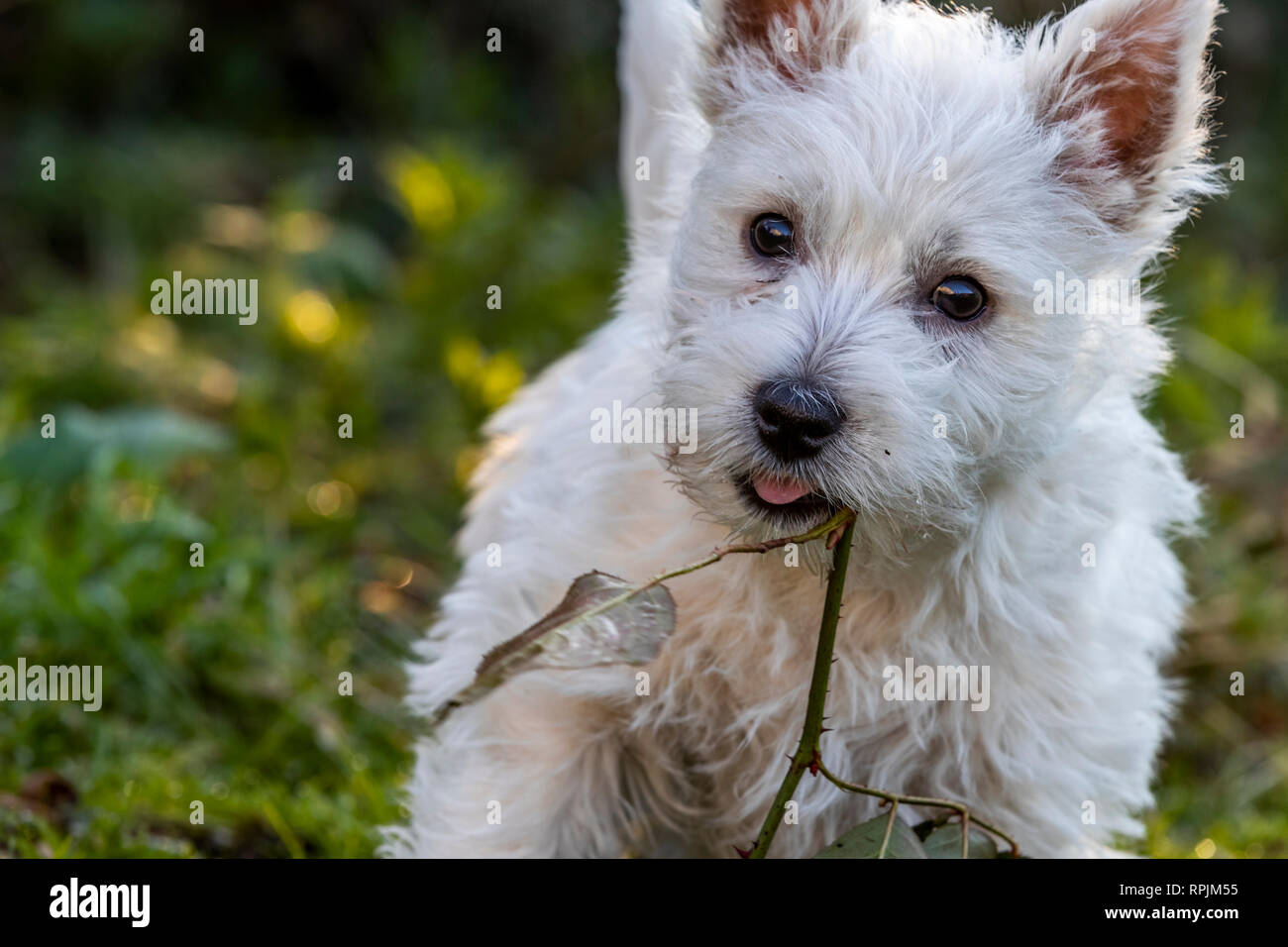 West Highland Terrier Welpen Eric & Ernie, das erste Mal im Garten. Stockfoto