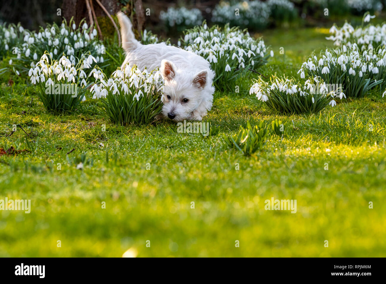 West Highland Terrier Welpen Eric & Ernie, das erste Mal im Garten. Stockfoto