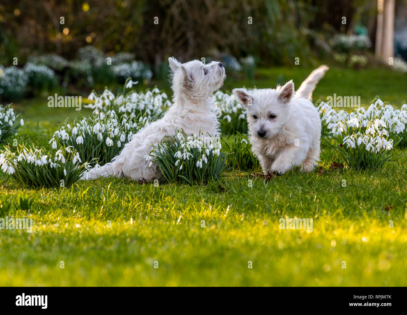 West Highland Terrier Welpen Eric & Ernie, das erste Mal im Garten. Stockfoto