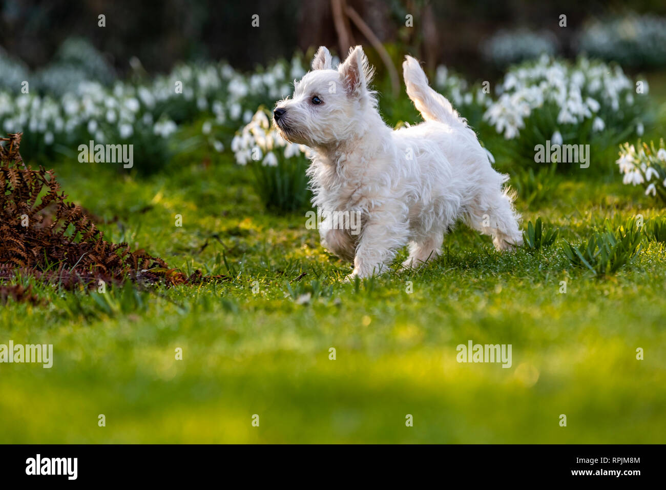 West Highland Terrier Welpen Eric & Ernie, das erste Mal im Garten. Stockfoto