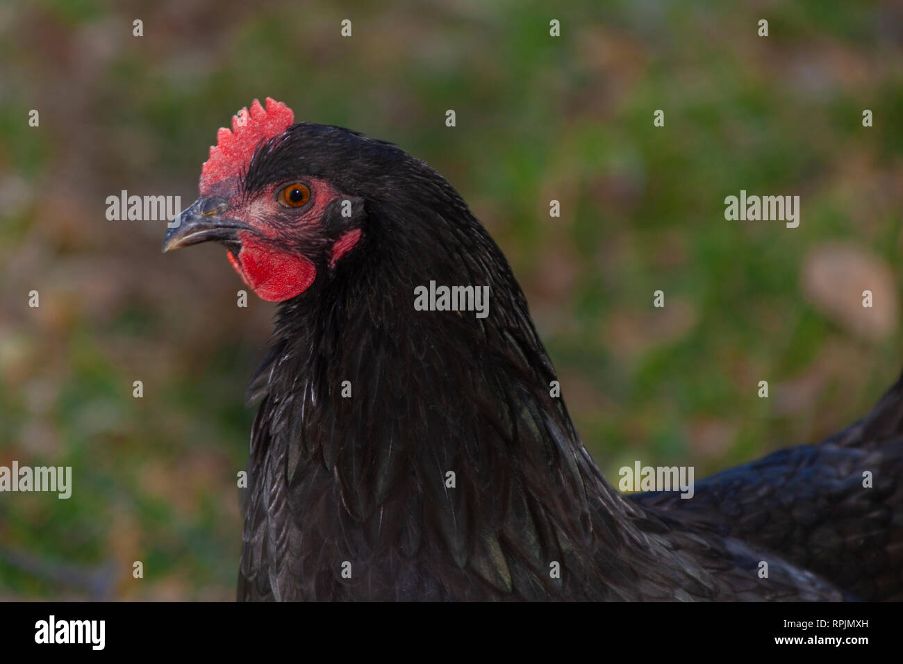 Nahaufnahme des schwarzen Huhn Kopf Stockfoto