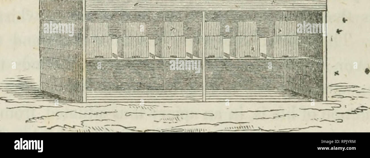 . Der amerikanische Imker Handbuch: eine Abhandlung über die Geschichte und die heimische Wirtschaft der Honigbienen, die eine vollständige Abbildung der gesamten Thema, mit den meisten zugelassenen Methoden zur Verwaltung dieses Insekt durch jeden Zweig von seiner Kultur, das Ergebnis von vielen Jahren Erfahrung. Biene Kultur; Bienen. 218 Bergleute amerikanischen V k. Die oben Schnitt stellt ein Haus zwölf Meter lang, sechs Meter hoch, und fünf Fuß vv^ ide. Die Enden und zurück sind eingeschlossen, außer einem Platz einen Fuß breit, direkt Oppo-Standort im unteren Bereich der Bienenstöcke. Dieser Raum ist- mit Blende, auf Scharnieren aufgehängt, und duri Stockfoto