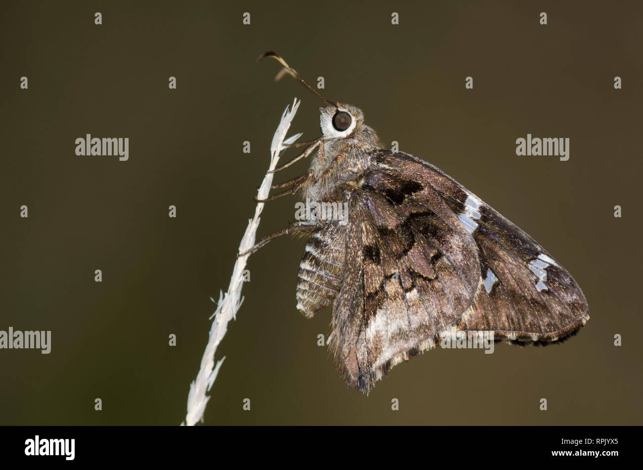 Arizona Skipper, Codatractus arizonensis Stockfoto