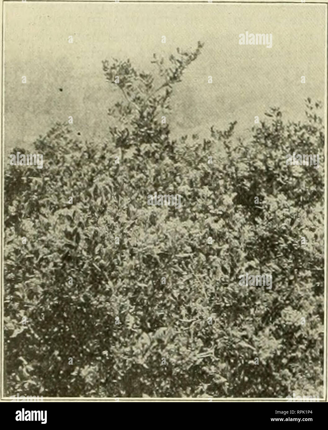 . American bee Journal. Biene Kultur; Bienen. 414 amerikanische Hee Jonrnall Dezember 1909. Zu der Welt in der nächsten Ausgabe des American Bee Journal gegeben werden. Auf der Suche nach Es werden; alle ihre Freunde für eine Kopie der Anzahl im Voraus zu senden, dass der Verlag auf einmal wie viel größer eine Edition er drucken soll, als üblich. Tun Sie es heute, ja, jetzt schreiben, und nicht zu vergessen. Kalifornien Holly oder Weihnachten Berry ein Baum, selten ist wie ein bee-Feldhäcksler Werk in Kalifornien gedacht ist der Baum, das die schöne rote Beeren, die so universell in diesem Zustand für Ch verwendet werden. Stockfoto . American bee Journal. Biene Kultur; Bienen. 414 amerikanische Hee Jonrnall Dezember 1909. Zu der Welt in der nächsten Ausgabe des American Bee Journal gegeben werden. Auf der Suche nach Es werden; alle ihre Freunde für eine Kopie der Anzahl im Voraus zu senden, dass der Verlag auf einmal wie viel größer eine Edition er drucken soll, als üblich. Tun Sie es heute, ja, jetzt schreiben, und nicht zu vergessen. Kalifornien Holly oder Weihnachten Berry ein Baum, selten ist wie ein bee-Feldhäcksler Werk in Kalifornien gedacht ist der Baum, das die schöne rote Beeren, die so universell in diesem Zustand für Ch verwendet werden. Stockfoto
