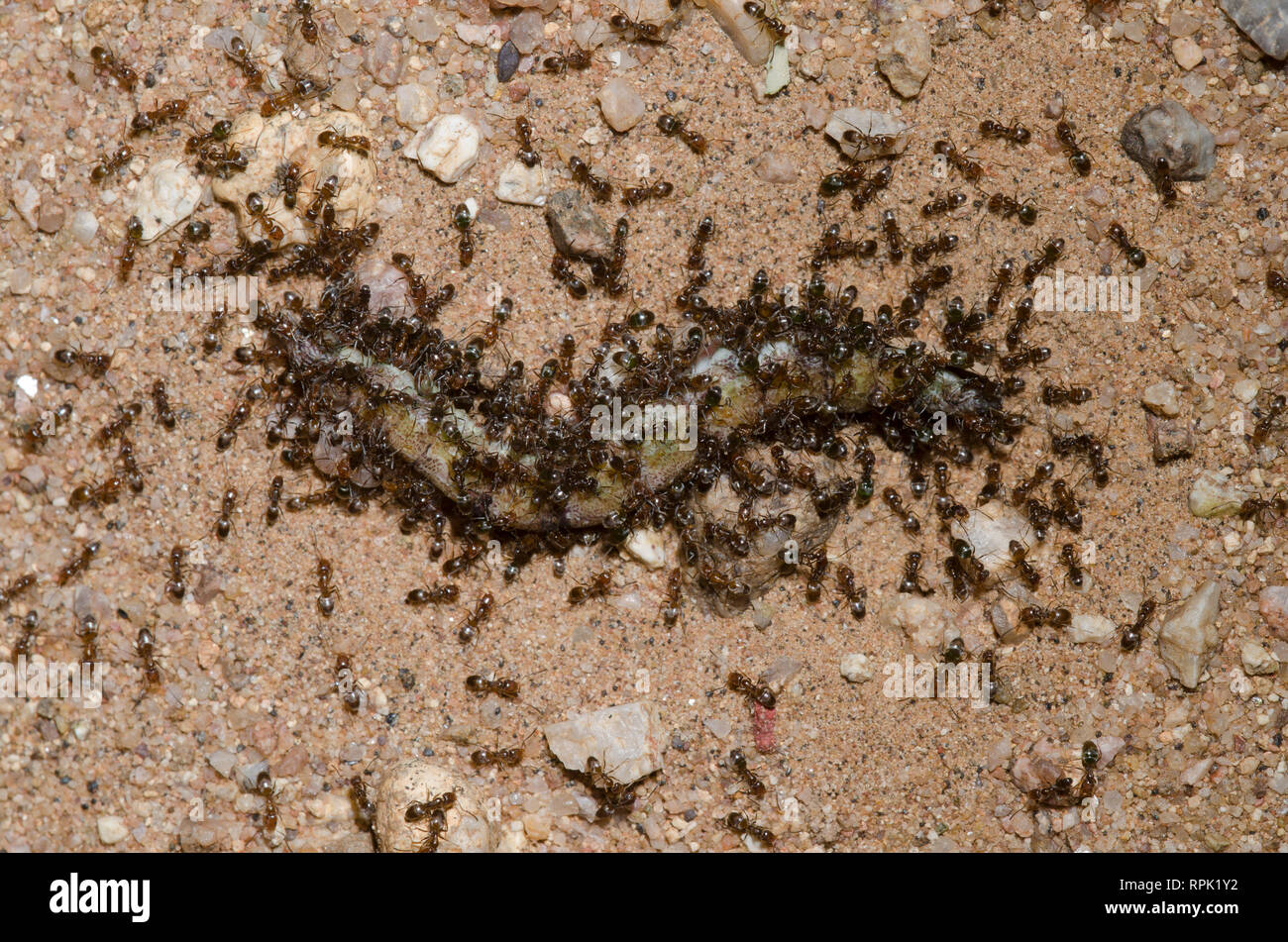 Geruchsstoffe Ameisen, Forelius pruinosus, Schärmen toten Larven Stockfoto