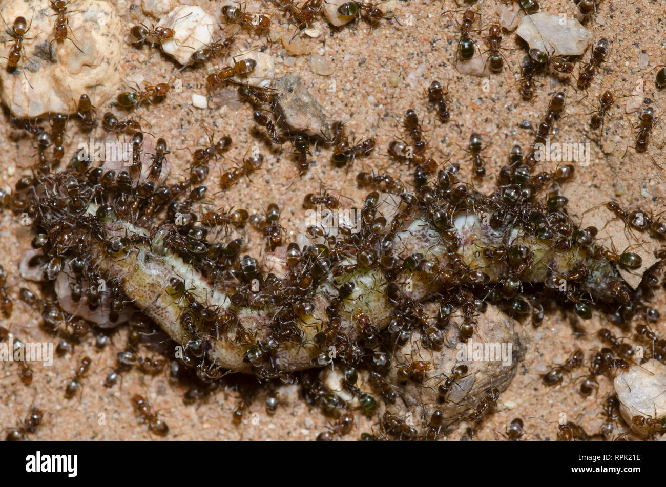 Geruchsstoffe Ameisen, Forelius pruinosus, Schärmen toten Larven Stockfoto