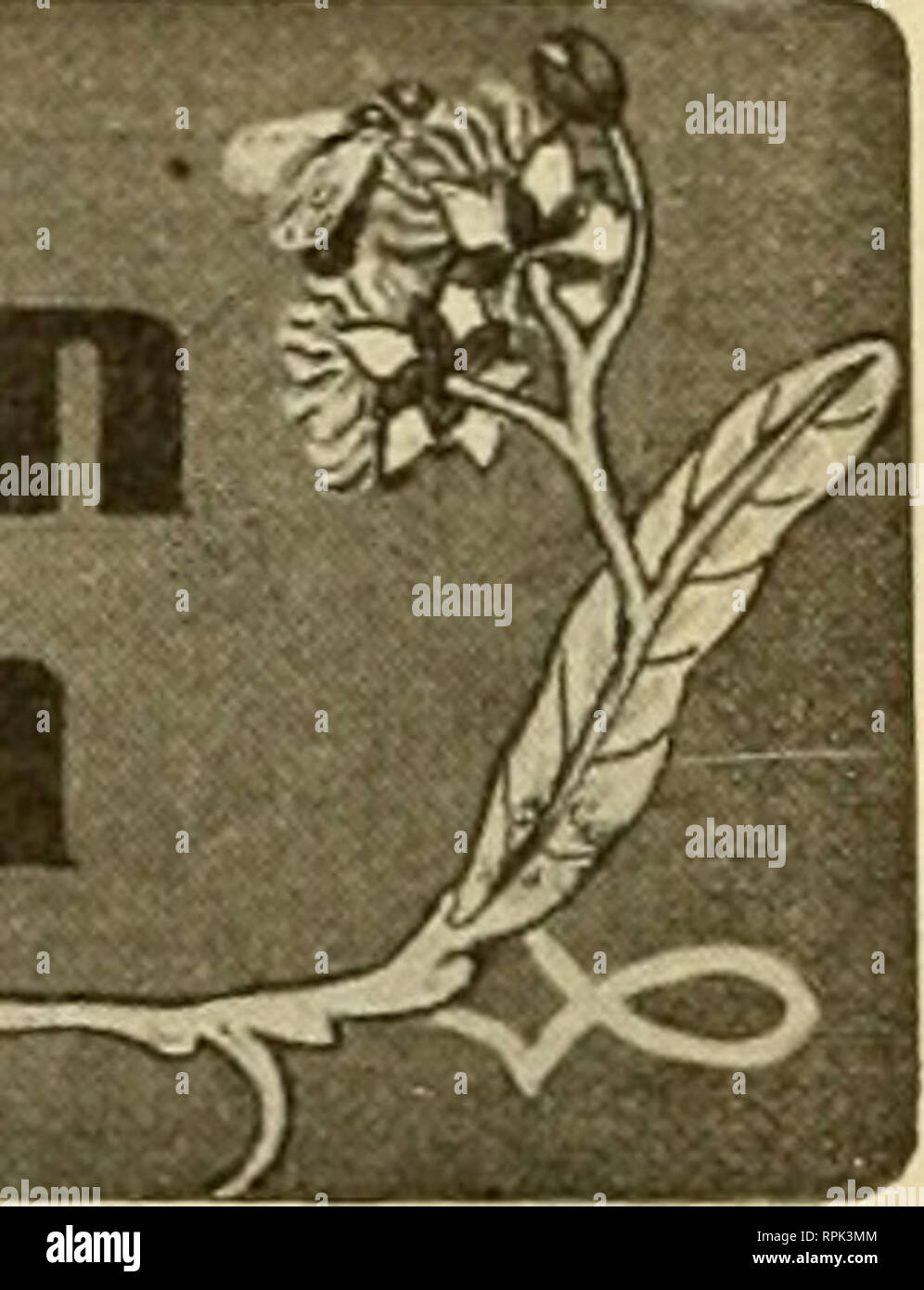 . American bee Journal. Biene Kultur; Bienen. Anadian Lnac C^^ dom M. Durchgeführt von J. L. BYER, Muunt Freude. Ontario Bericht des Ontai-io-Übereinkommens. Die jährliche Versammlung der Ontario Bee-Keepers' Association wurde in Toronto, November statt. 11, 12 und 13, 1908. Sünde - gle Tarif für alle Eisenbahnen in Verbindung mit dem Ontario Landesgartenschau, mit gutem Wetter und andere vorteilhafte Funktionen kombiniert, eine gute Teilnahme von repräsentativen Imker aus Ontario, sowie A.C. Miller, Rhode Island, und die Herren Clark, Haus und hershiser von New York. Pres. F. J. Miller, von London, Ontario, occupi Stockfoto