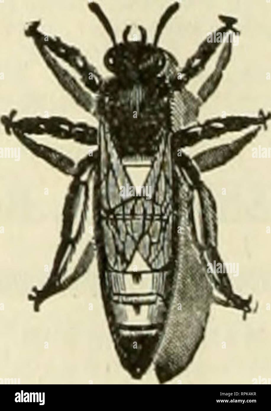 Bees In Glass Box Stockfotos Bees In Glass Box Bilder Alamy