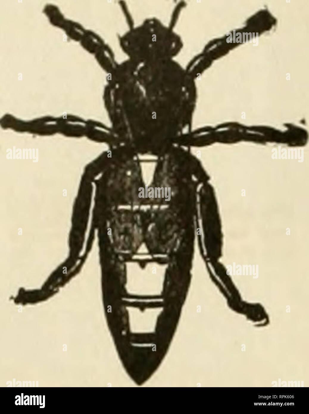 . American bee Journal. Biene Kultur; Bienen. September, igio Amerikanische Hee Amtsblatt veröffentlicht monatlich von George W. YORK&amp; Company 146 W. Superior Strttt, Chicago, III. Wichtiger Hinweis Die SDBSCBIPTION PREIS dieser Zeitschrift 18 11.00 ein Jahr. In den Vereinigten Staaten von Amerika (außer in Chicago, wo Es J1.2o). und Mexiko; in Kanada, Sl. lO; und in alle anderen Länder in der Postgewerkschaft, 26 Cents pro Jahr e. Xtra für postag-e. Probeheft kostenlos. Die Wrapper: LABEL DATUM zeigt das Ende des Monats, auf den sich Ihr Abonnement bezahlt wird. Zum Beispiel "declO" auf Ihrem Etikett zeigt, dass es sich Stockfoto