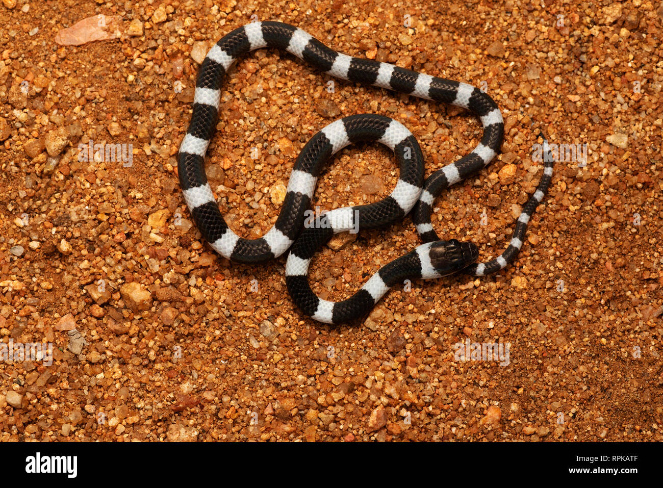 Gemeinsame Zaum Schlange, Dryocalamus nympha, Hampi, Karnataka, Indien Stockfoto