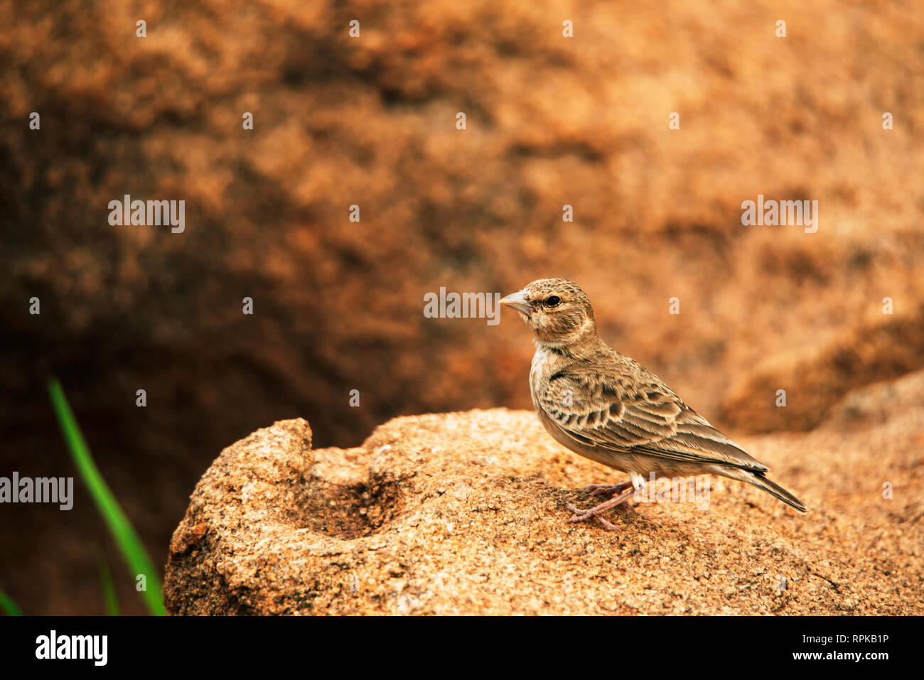 Aschenkraulark, Eremopterix griseus, Weibchen, Hampi, Karnataka, Indien Stockfoto