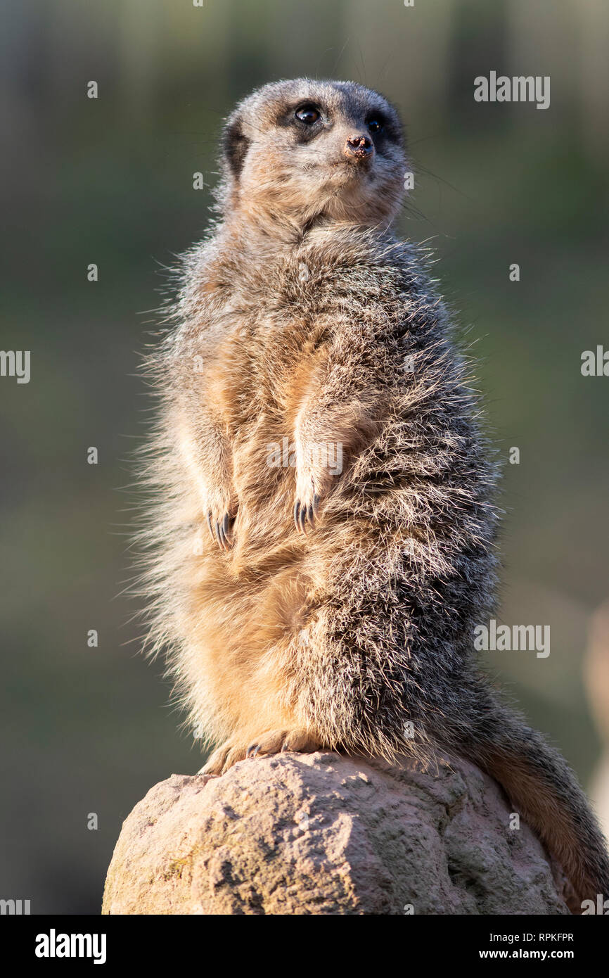 Erdmännchen auf Ausblick an der West Midlands Safari Park Stockfoto