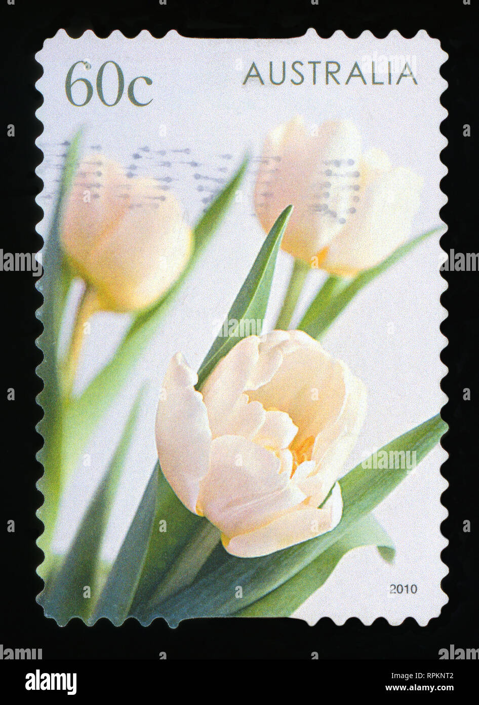 Australien - ca. 2010: einen Stempel in Australien gedruckten zeigt die Tulpen, Serie, ca. 2010 Stockfoto