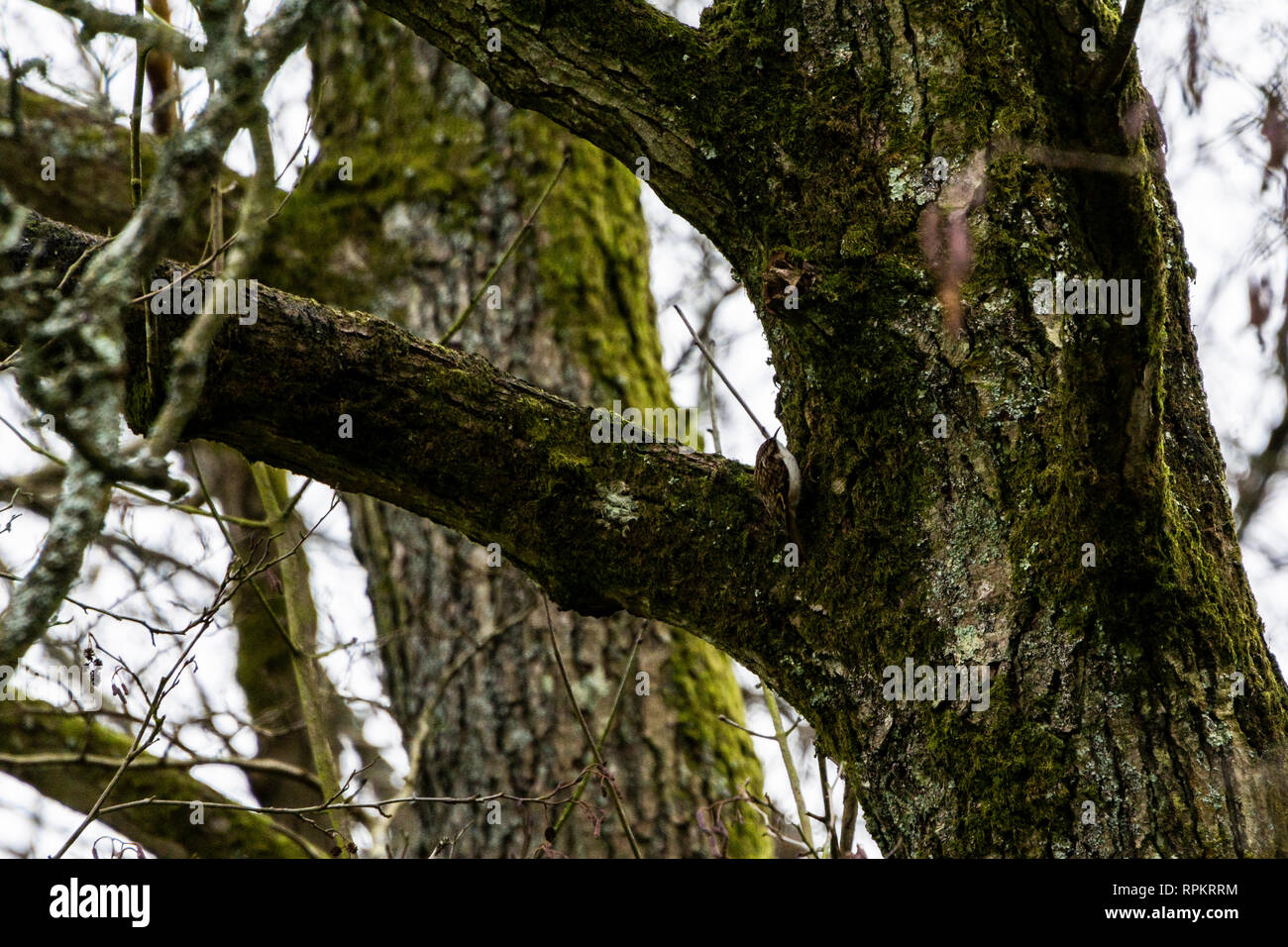 Eine treecreeper (Certhia familiaris) auf einem Baumstamm Stockfoto