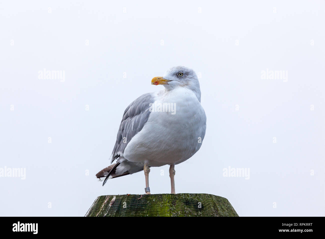 Zoologie/Tiere, Vogel/Vögeln (Aves), (Europäische) Silbermöwe (Larus argentatus), Travemünde, Lueb, Additional-Rights - Clearance-Info - Not-Available Stockfoto