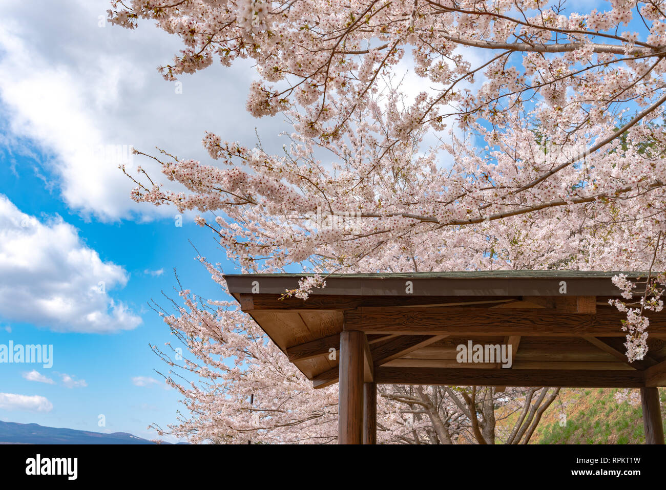 Voller Blüte schöne rosa Kirschblüten Blumen (Sakura) mit blauem Himmel natürlichen Hintergrund. Arakurayama Sengen Park, Fujiyoshida, Yamanashi, Japan Stockfoto