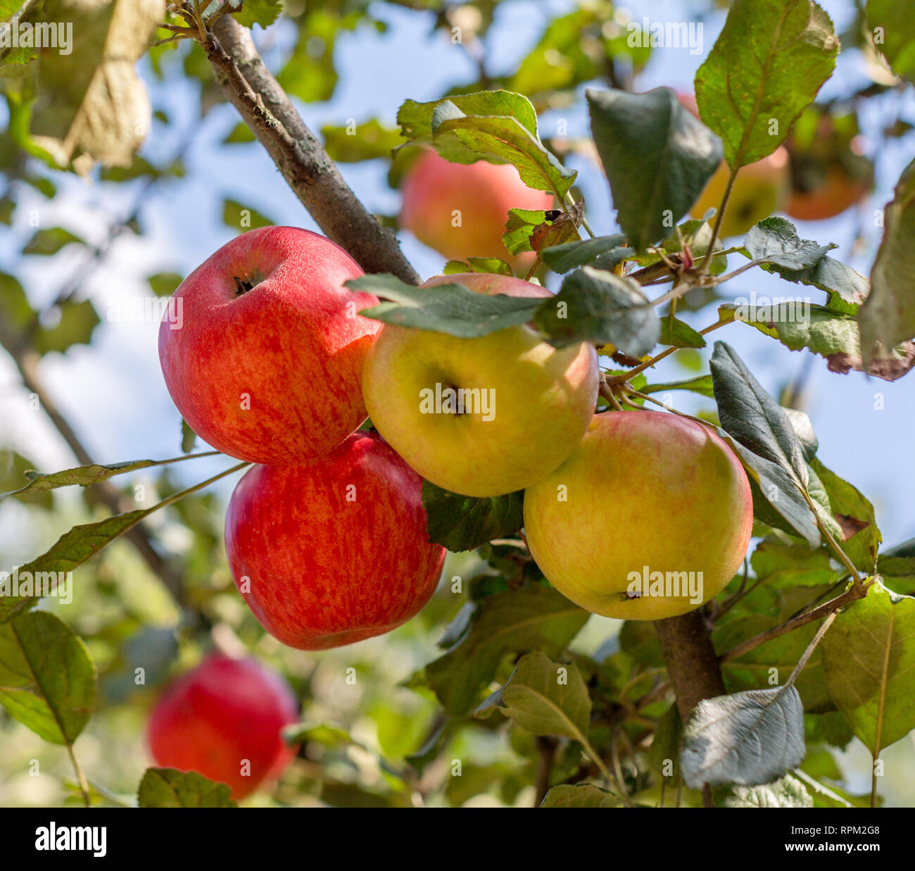 Reife Rote Und Gelbe Apfel Auf Apfelbaum Im Garten Sommer Ernten