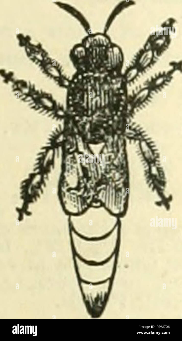 . American bee Journal. Biene Kultur; Bienen. Die AMERICAN BEE JOURNAL. 591 Stiftung 'WHOKESAI^E^VND RETAII^. Händler in Bee-liefert werden gut daran tun, für senden? Unsere Großhandelspreise von Foundntlon. Wir haben jetzt die umfangreichste Manufaktur der Stiftung im Land. Nicht an allen Teilen der Vereinigten Staaten. Wir mabo Alle gängigen Stile, und unser Wachs ist nirgendwo für Sauberkeit, Reinheit und Schönheit erreicht werden. Extra dünne und brightfor • Abschnitte. Alle Formen und Größen. Proben kostenlos auf Anfrage. CHAS. Dadant-maSSe &Amp; Sohn, iwiy Hamilton, llancock Co. III. Save jetzt Zitat nn Vorauszahlung von 5 Cent pro Stockfoto