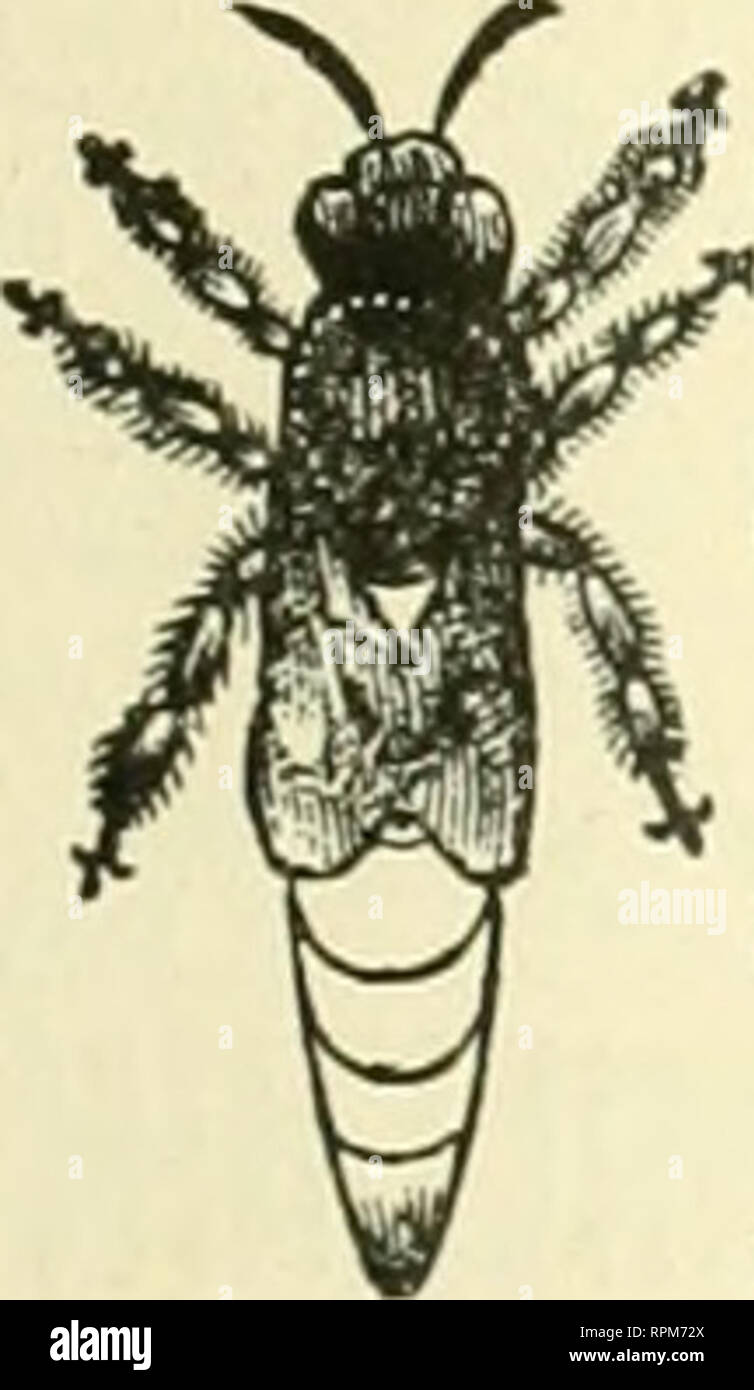 . American bee Journal. Biene Kultur; Bienen. Die AMERICAN BEE JOURNAL. Stiftung Händler in Bee-Bupplies werden gut daran tun, Fell unsere wboleaiile Preise der Stiftung zu senden. Wir haben jetzt die umfangreichste Manufaktur der Stiftung im Land. Wir versenden in alle Teile der Vereinigten Stiites. Nicht alle Standard Stile, und unser Wachs ist nirgendwo für Sauberkeit, Reinheit und Schönheit erreicht werden. Extra dünne und hell für Abschnitte. Alle shnpea und Größen. Proben kostenlos auf Anfrage. CHAS. Dadant-maSSe &Amp; Sohn, Hamilton. Hancock Co. III. "Wir haben jetzt qaote nn Vorauszahlung von 5 Cent pro Pfund auf der PUICES GEDRUCKT IN DEN Stockfoto