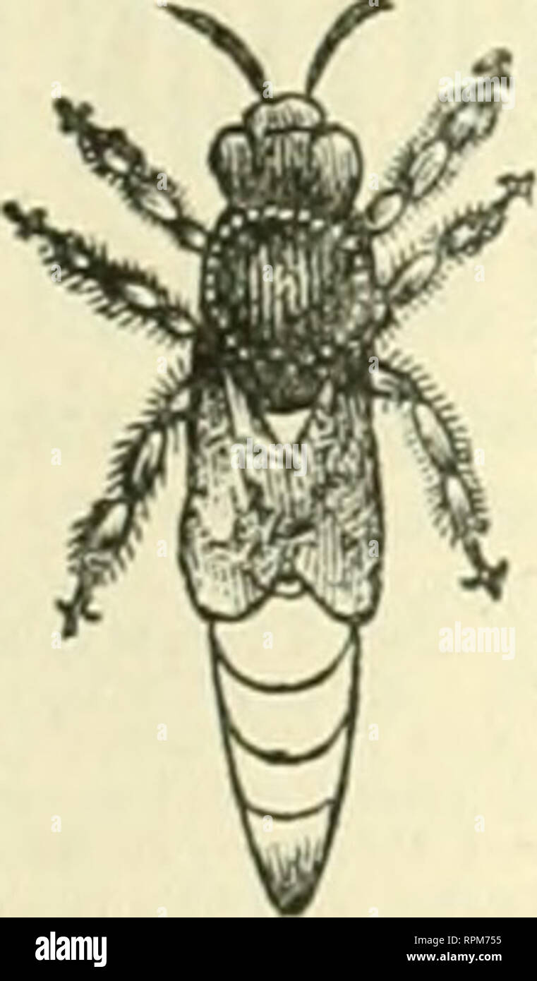. American bee Journal. Biene Kultur; Bienen. Die AMERICAN BEE JOURNAL. 559 STIFTUNG GROSS- UND EINZELHANDEL. Händler in Bee-Aupplies werden gut daran tun, für unsere wholesHle Preise der Stiftung zu senden. Wir haben jetzt die umfangreichste Manufaktur der Stiftung im Land. Wir versenden in alle Teile der Vereinigten Staaten. Wir machen alle gängigen Stile, und unser Wachs ist nirgendwo für Sauberkeit, Reinheit und Schönheit erreicht werden. Extra dünne und briRhtfor Bectlons. Alle Formen und Größen. Proben kostenlos auf Anfrage. CHAS, Dadant-maSSe &Amp; Sohn, BINDEN SIE IHRE JODRNALS des Bee-Keeper Führer; Hamilton, Hancock Co.111. Save jetzt qu Stockfoto