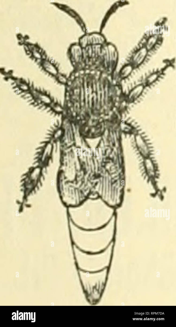 . American bee Journal. Biene Kultur; Bienen. Die AMERICAN BEE JOURNAL. 495 STIFTUNG WII 01. ESAI. E UND KETAII.. Händler in Bee-liefert werden gut daran tun, für unsere Großhandelspreise von Foundutlun zu senden. Wir haben jetzt die umfangreichste Manufaktur der Stiftung im Land. Wir in allen Teilen der Vereinigten Staaten schicken, machen wir alle STABARD Stile, und unser Wachs ist nirgendwo für Sauberkeit, Reinheit unrt Schönheit erreicht werden. Extra dünne und briRhtfor Bectin anfordern. CHAS. Dadant-maSSe &Amp; Sohn, Hamilton. Hancock Co. III. Wir jetzt "^ '''LDEN ITALIENER, ab^t^^l aufgezogen^ jf tli*^ beste bestand im Land. Krieg - Stockfoto