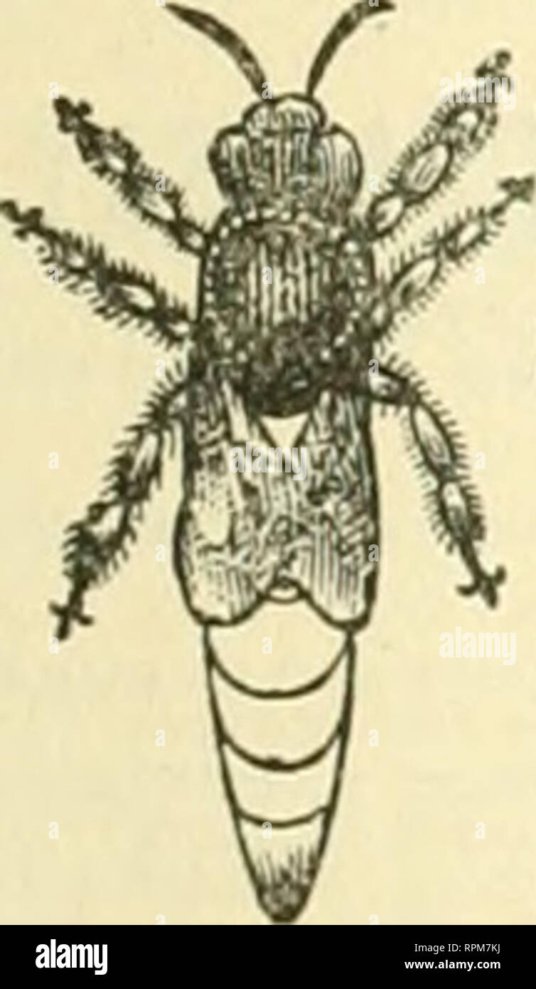 . American bee Journal. Biene Kultur; Bienen. Die AMERICAN BEE JOURNAL. 479 STIFTUNG GROSS- UND EINZELHANDEL. Händler in Biene versorgt werden gut daran tun, für unsere Großhandelspreise der Stiftung zu senden. Wir haben jetzt den Graben umfangreiche Manufaktur der Stiftung im Land. Wir versenden in alle Teile der Vereinigten Staaten. Wir machen alle gängigen Stile, und unser Wachs ist nirgendwo zu er entsprach für Sauberkeit, Reinheit imil Schönheit. Kxtra dünn und brightfor Abschnitte. Alle Formen und Größen. Proben kostenlos auf Anfrage. CHAS. Dadant-maSSe &Amp; Sohn, Iwly Ilamilion. Hancock Co.111. Wir zitieren iiii Vorauszahlung von 5 Herren pro Pfund Stockfoto