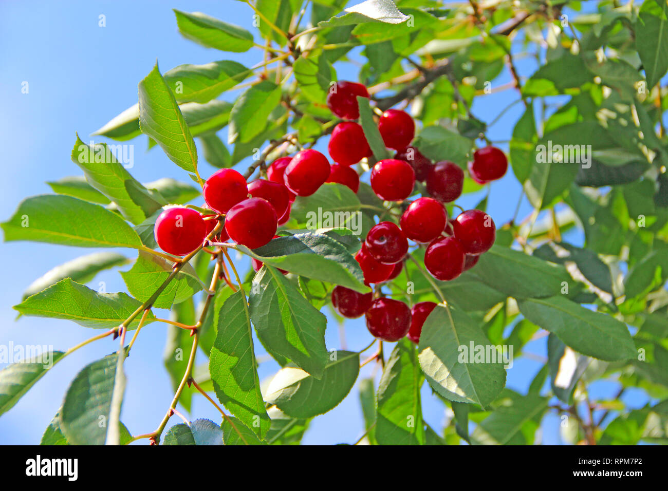 Cherry hängen auf Zweig Reif. Rote Beeren von Cherry hängen am Baum im sonnigen Strahlen. Sun leuchten Beleuchtung Cluster von Cherry Beeren. Die Strahlen der Beleuchtung Stockfoto