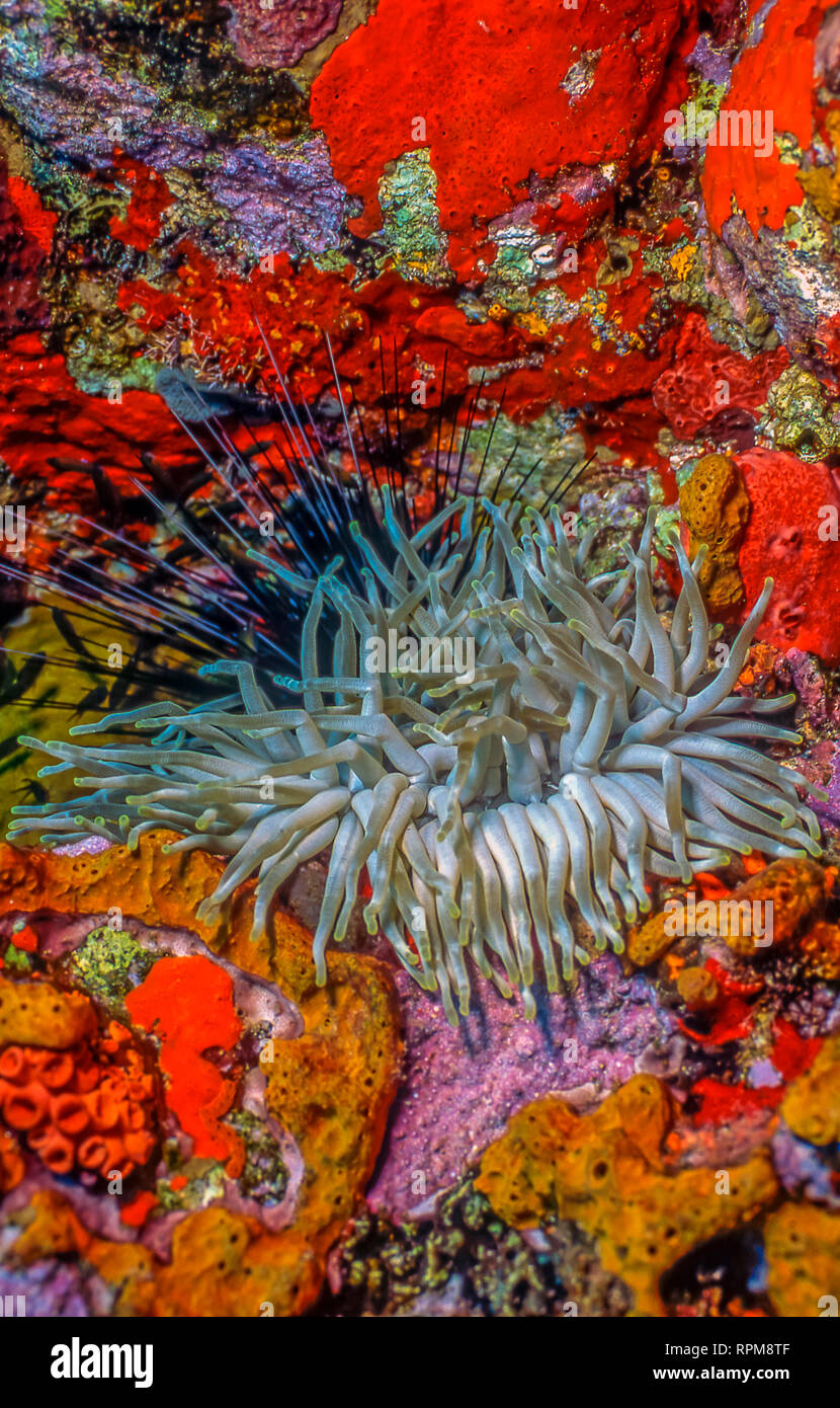 Coral Reef Seeanemonen vor der Küste von Roatan. Stockfoto