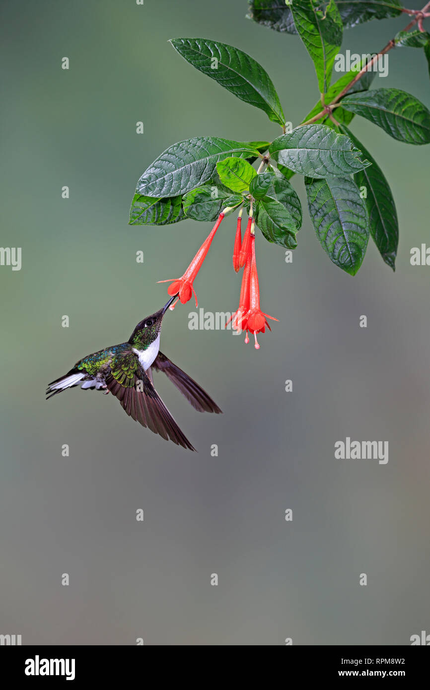 Männliche Collared Inca bei Guango Lodge Ecuador Stockfoto