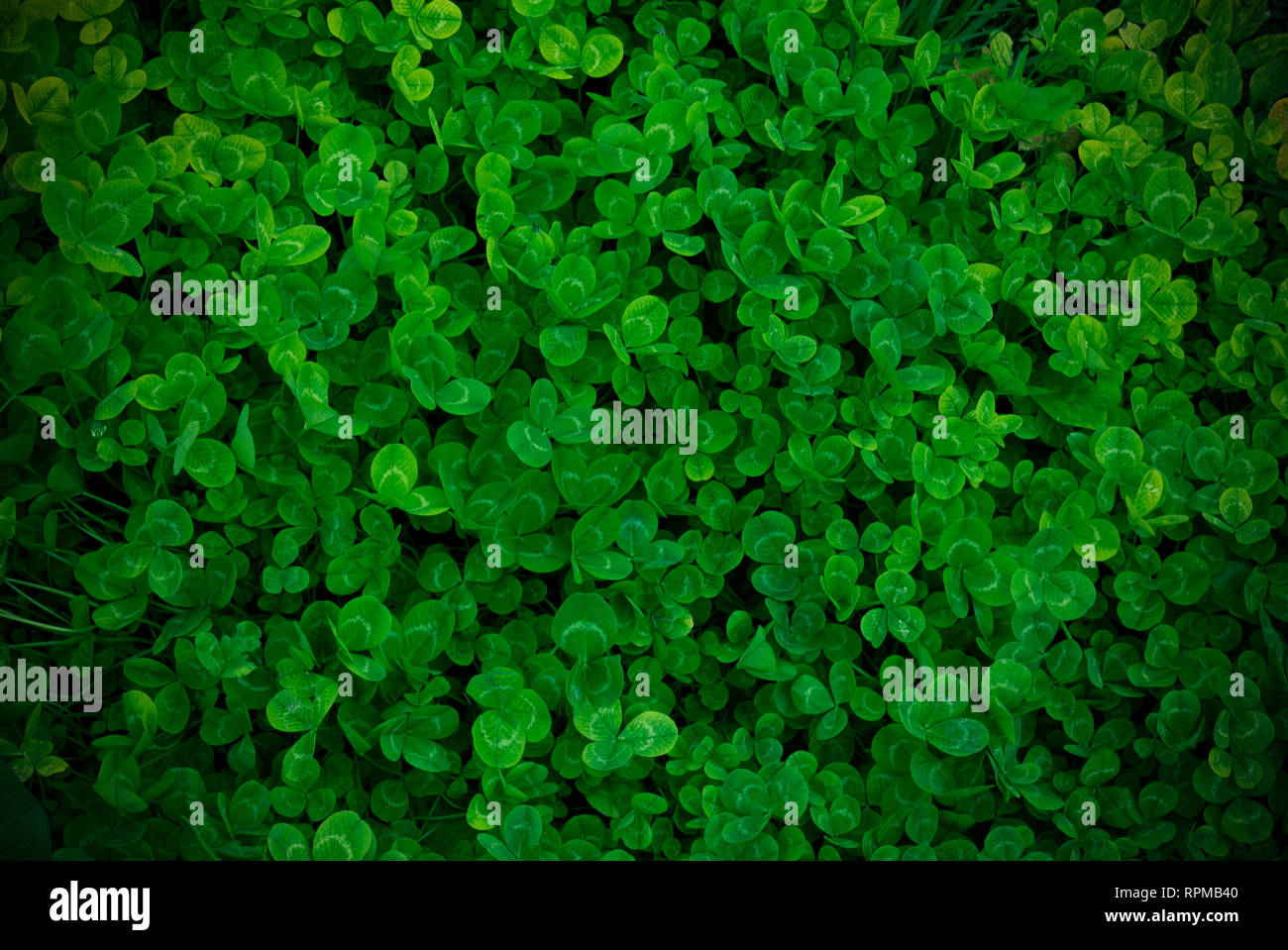 Hintergrund Green Shamrock, frische Farbe, shamrock Anlage Stockfoto