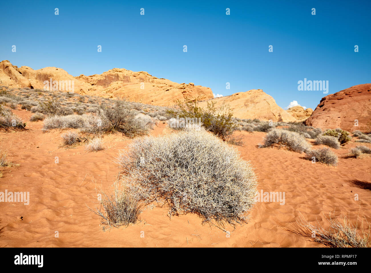 Wildnis der Valley of Fire State Park, Nevada, USA. Stockfoto