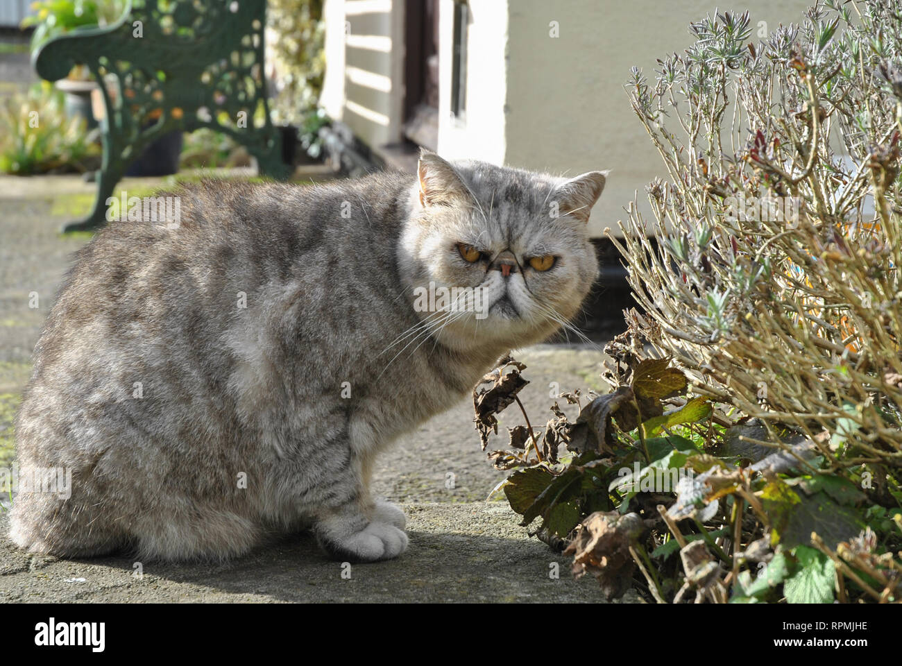 Eine exotische Kurzhaar silver tabby Katze im Frühling Sonnenschein posing Stockfoto