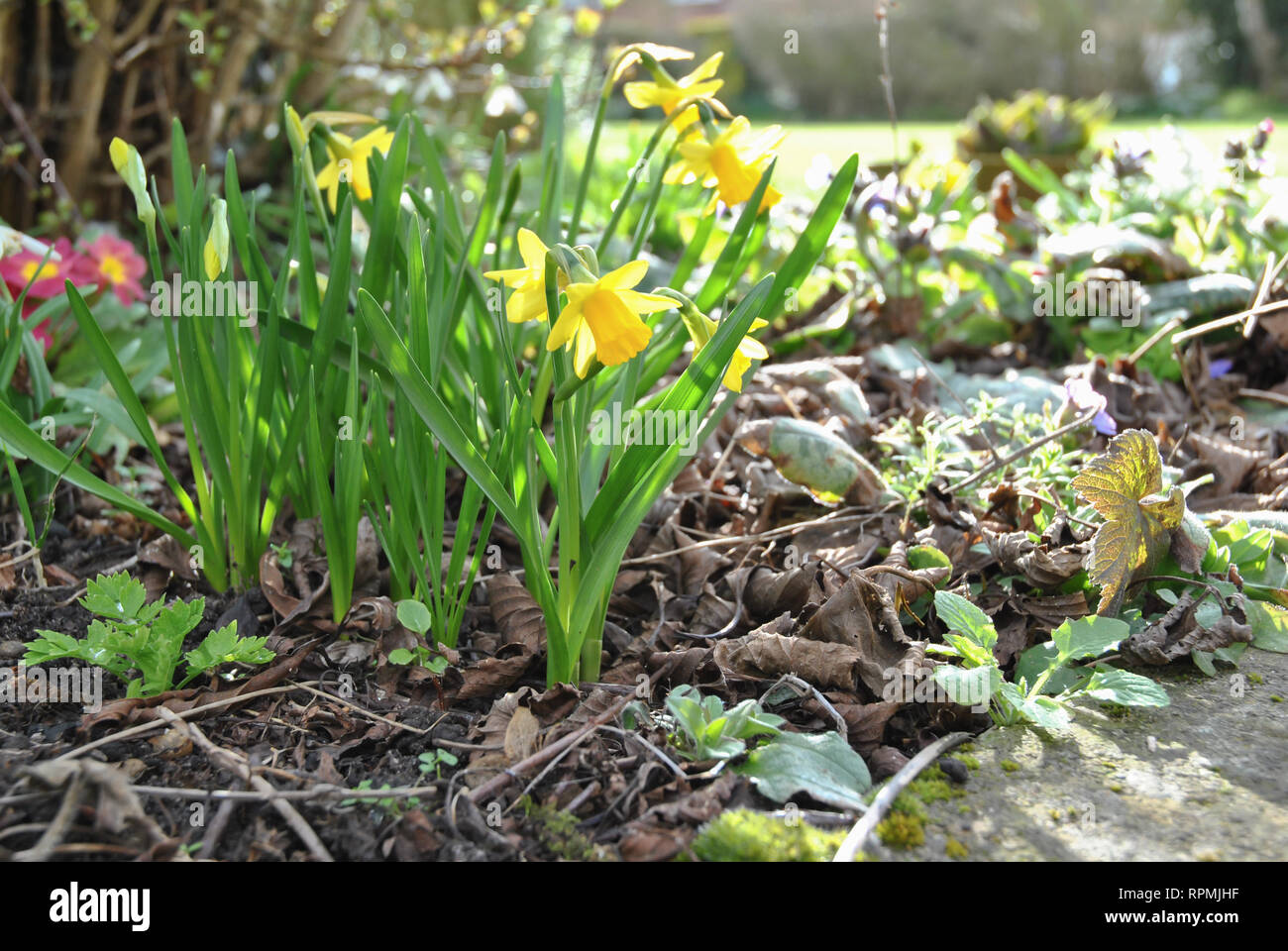 Narzissen und Primeln im Frühling in einer britischen Garten Stockfoto