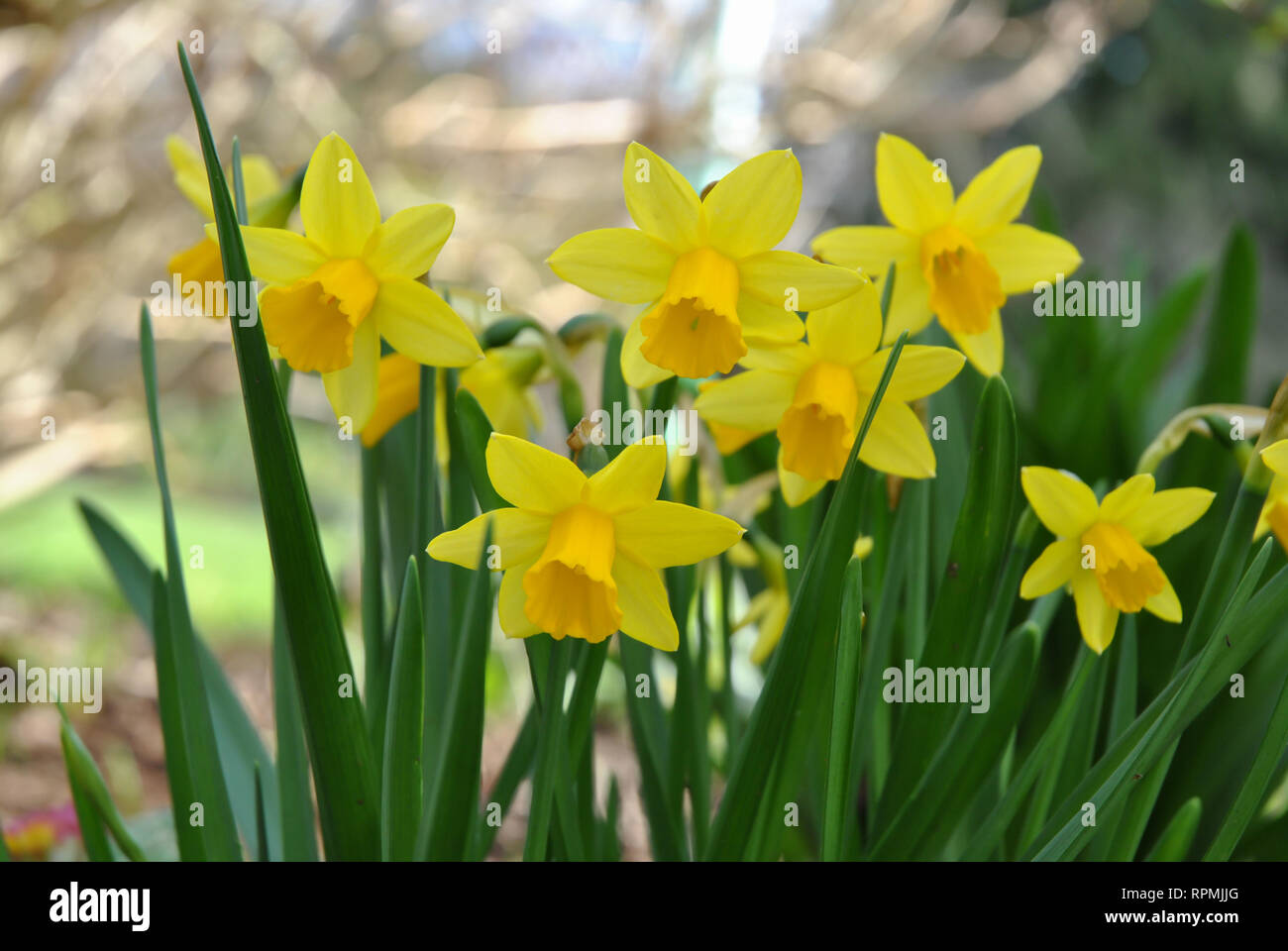 Eine Nahaufnahme der Frühling Narzissen Stockfoto