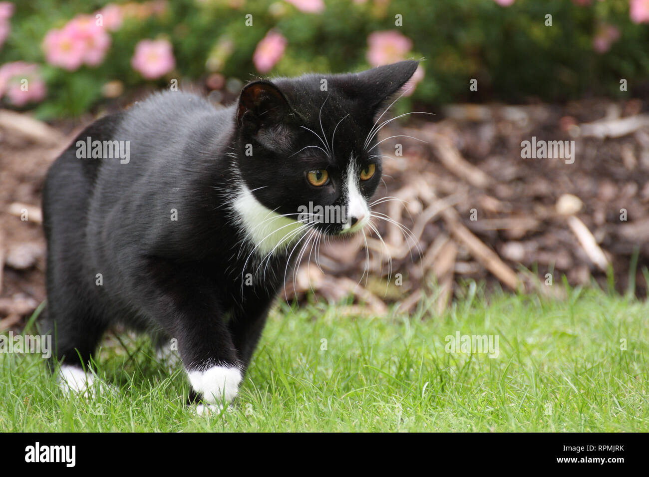 4 Monate altes Kätzchen, einen schwarzen und weißen Britisch Kurzhaar moggie, wird sorgfältig Stalking eine Aus-schuss Insekt in den Garten. Foto in l genommen Stockfoto
