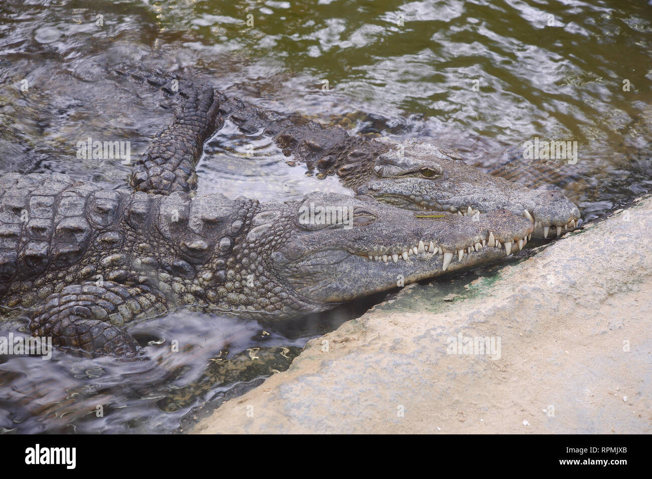 Zwei crocodilesin Wasser umarmen Romantische closeup rauhe Haut weiß scharfe Zähne Stockfoto