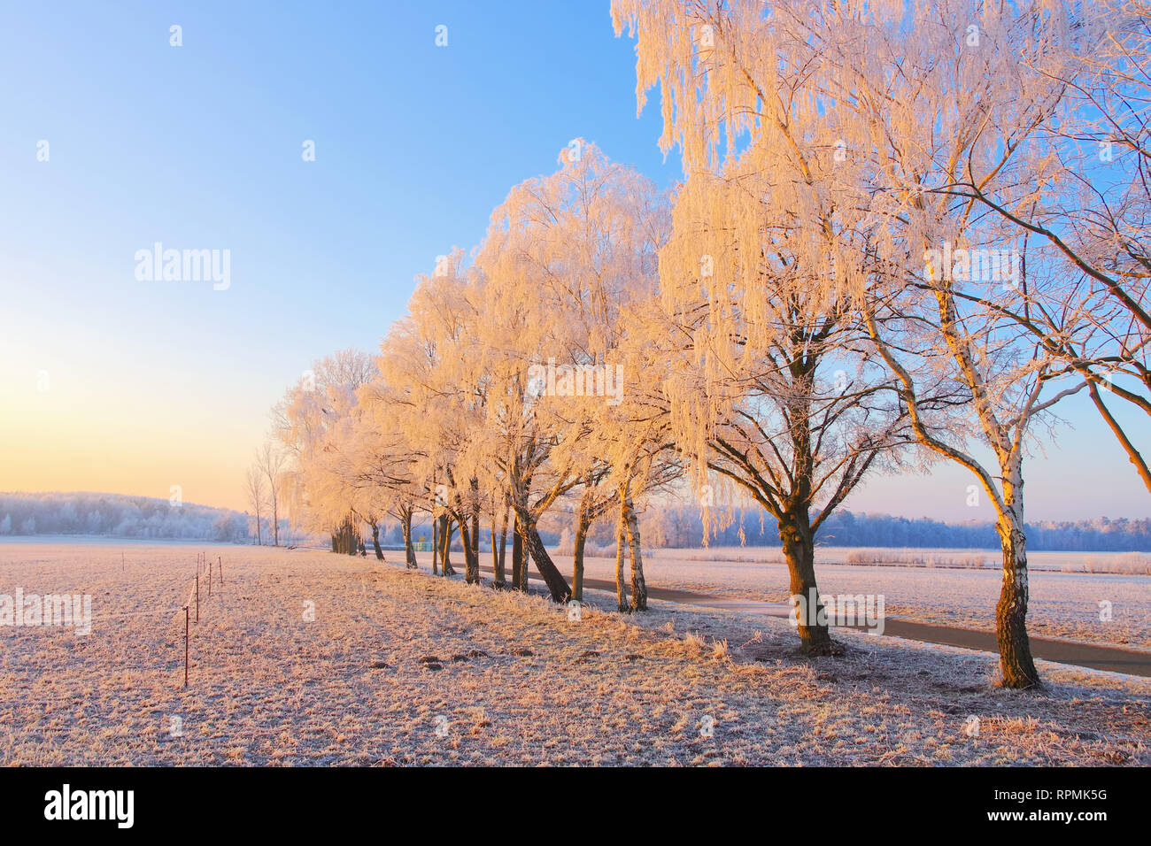 Einen Pfad mit Birke und Rime im Winter Stockfoto