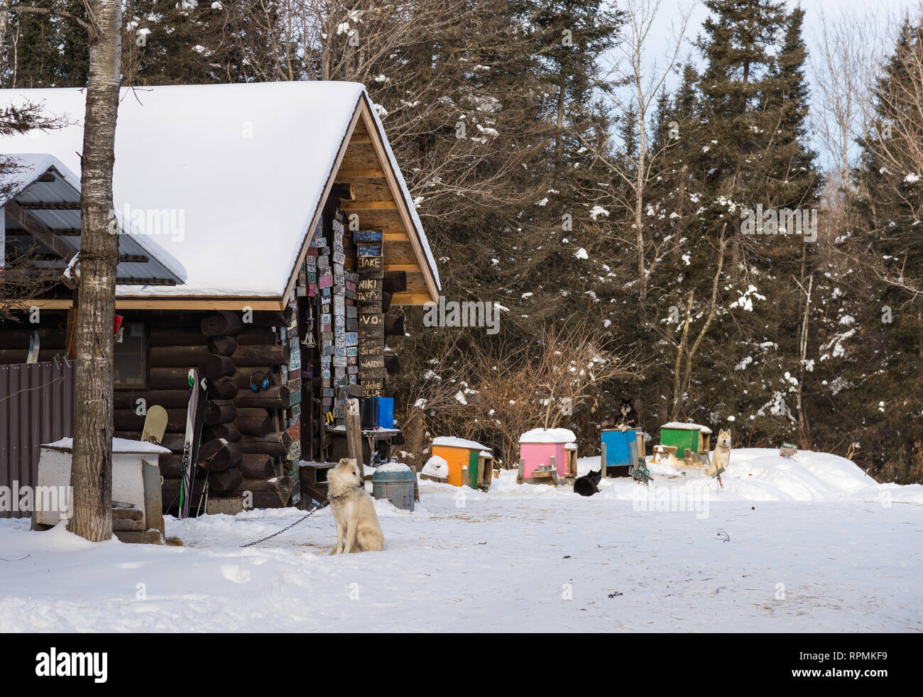 Schlittenhunde vor einem schneebedeckten Holzhütte. Duluth, Minnesota, USA. Stockfoto