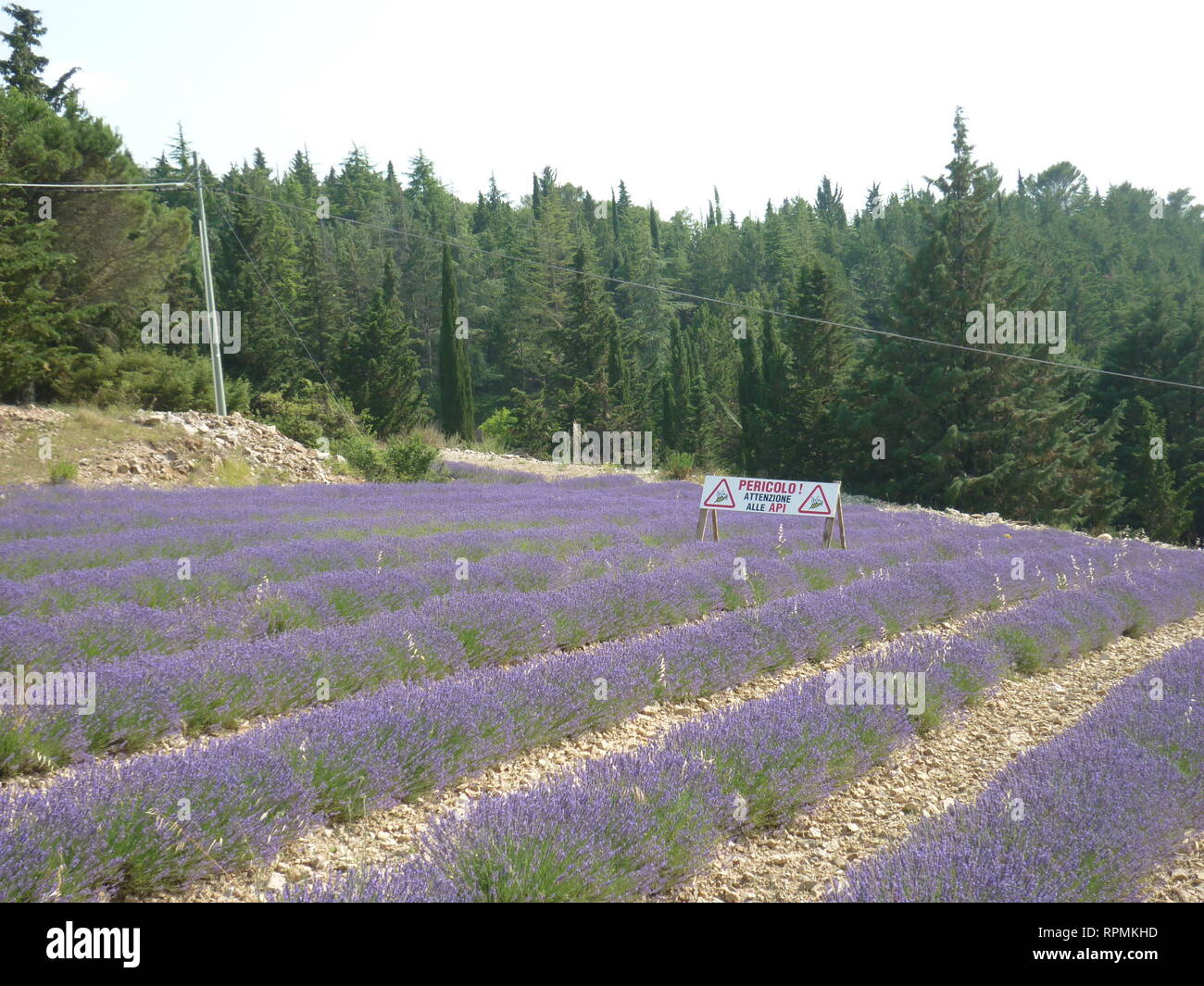 Lavendelfeld in der Toskana mit Warnzeichen Aufmerksamkeit Bienen fliegen herum, Reisen Italien Stockfoto