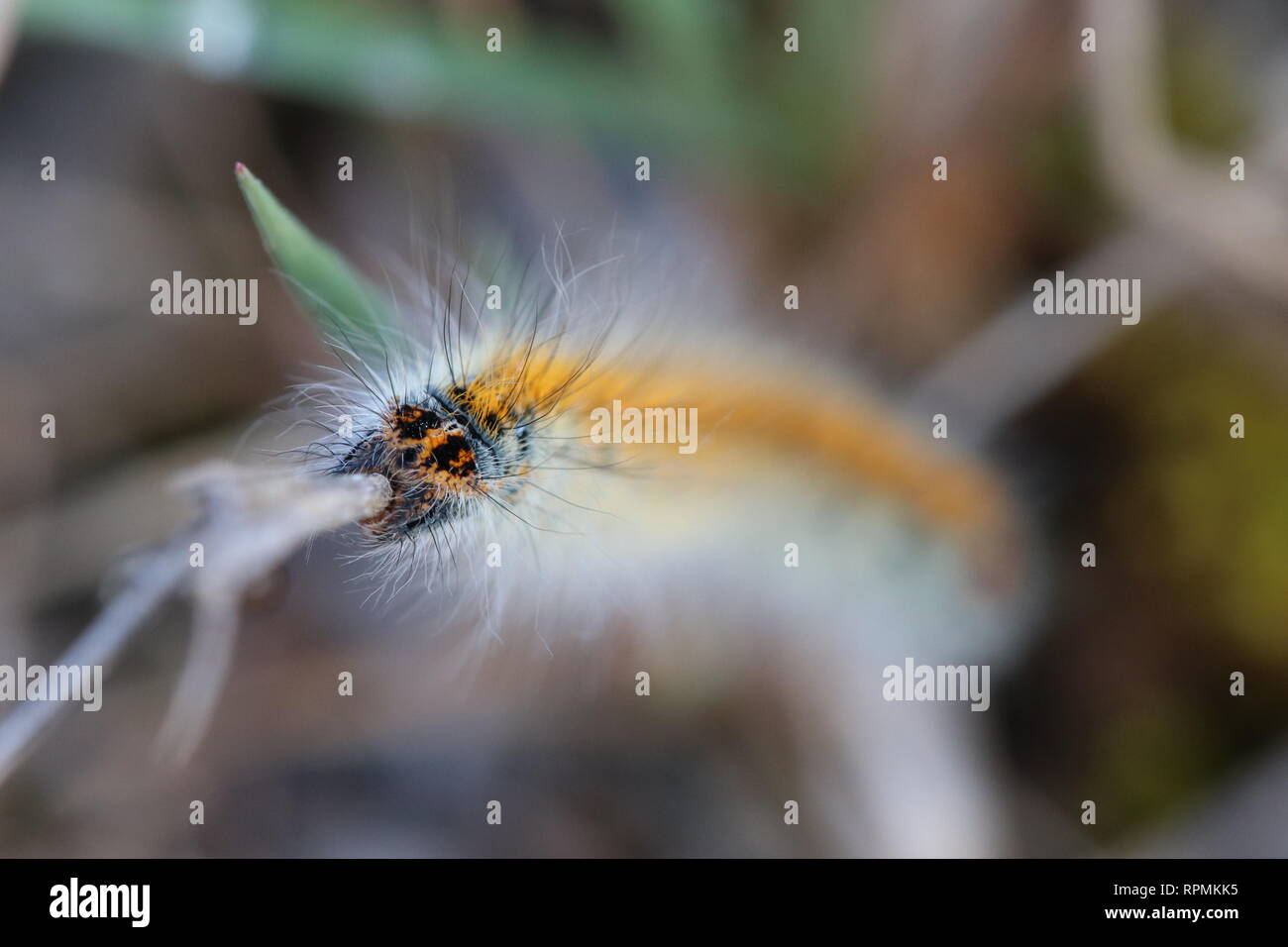 Erschreckend caterpillar Gesicht Makro Detail, bokeh Hintergrund und Kopie Raum Stockfoto