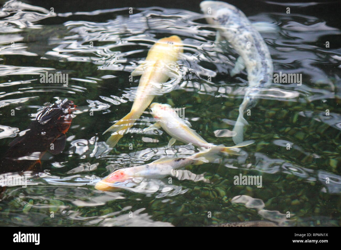 Makellose, atemberaubende große Koi nishikigoi, Fische, die um den