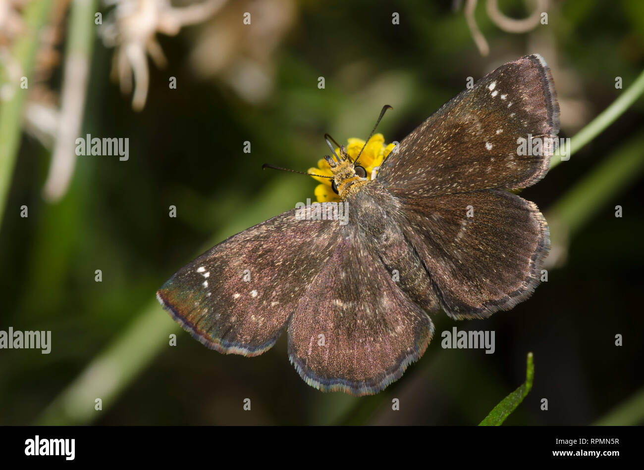 Golden-headed Staphylus Scallopwing, ceos, weibliche nectaring auf San Felipe, Dogweed Adenophyllum porophylloides Stockfoto